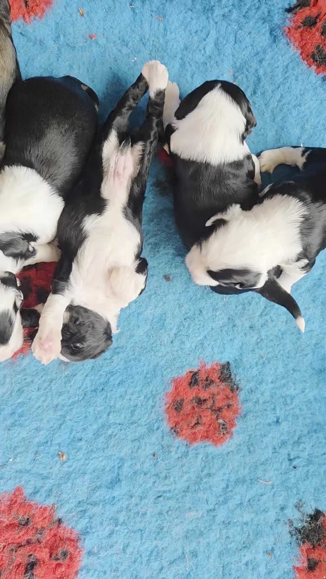 Tibetan Terrier dogs for sale: Tibetan Terrier puppies  - Video 4