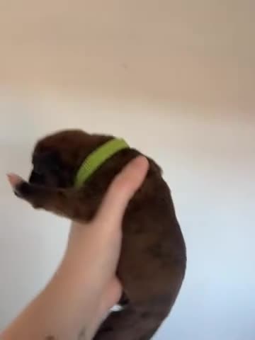 Boxer dogs for sale: 🌟Beautiful boxer puppies 🌟 - Video 2