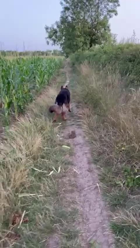 German Shepherd dogs for sale: Longhaired German Shepard  - Video 3