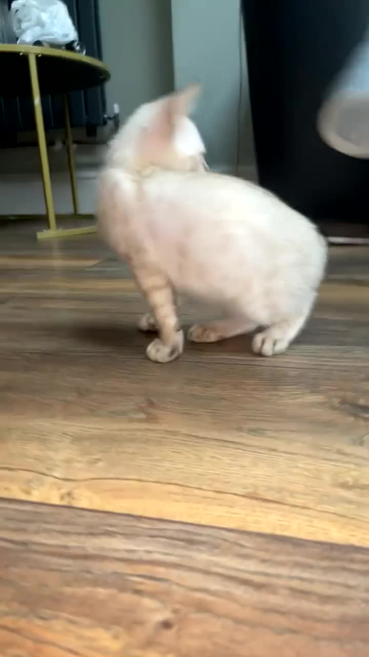 Bengal cats for sale: Snow lynx bengal male  - Video 3