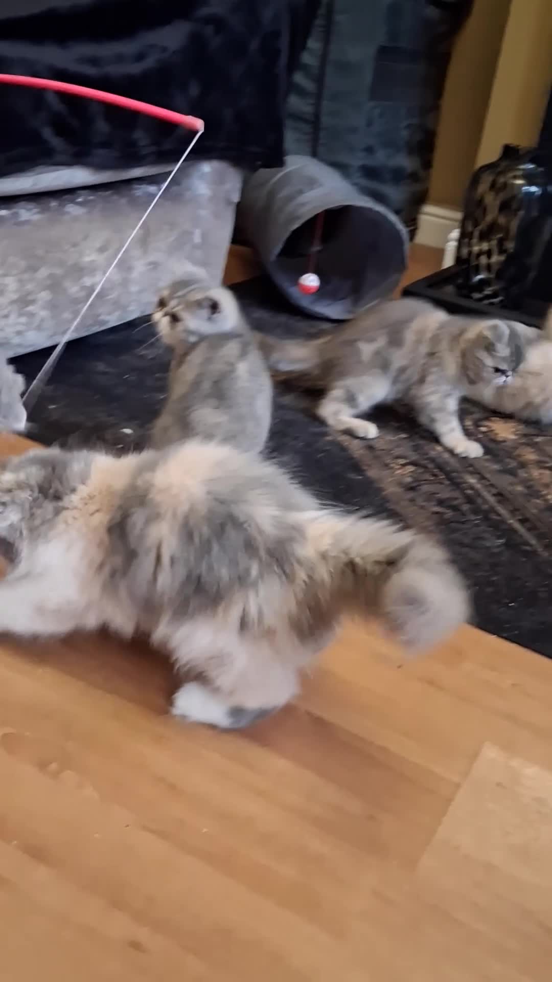 Exotic cats for sale: Stunning exotic/persian kittens - Video 1
