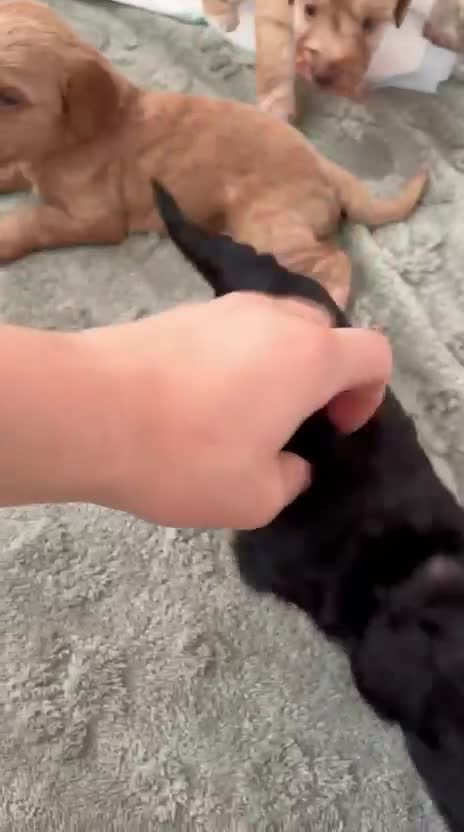 Cockapoo dogs for sale: Beautiful litter of F2b Cockapoos!🦌🐶 - Video 3