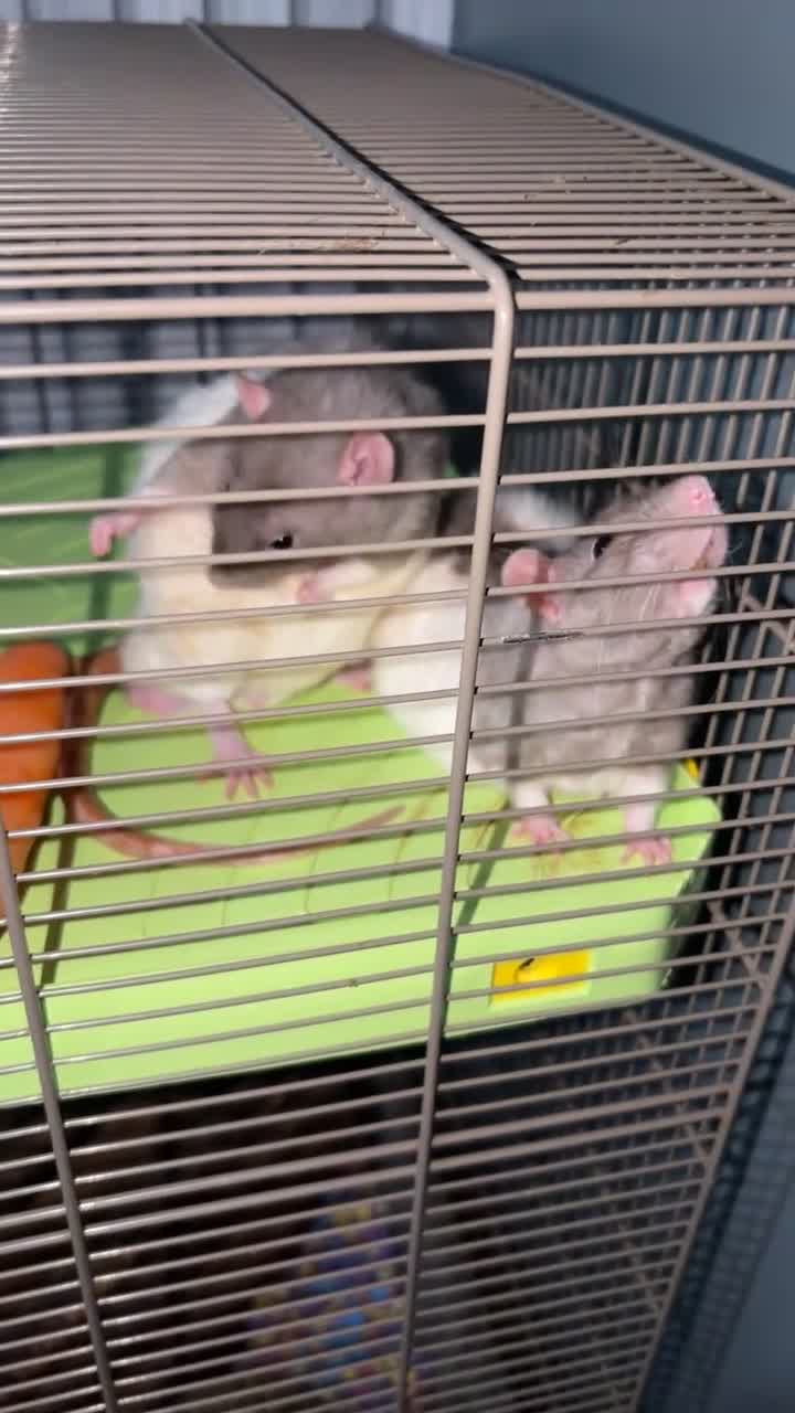 Rat rodents for sale: 2 male rats - 9 months old  in Walsall - Video 2