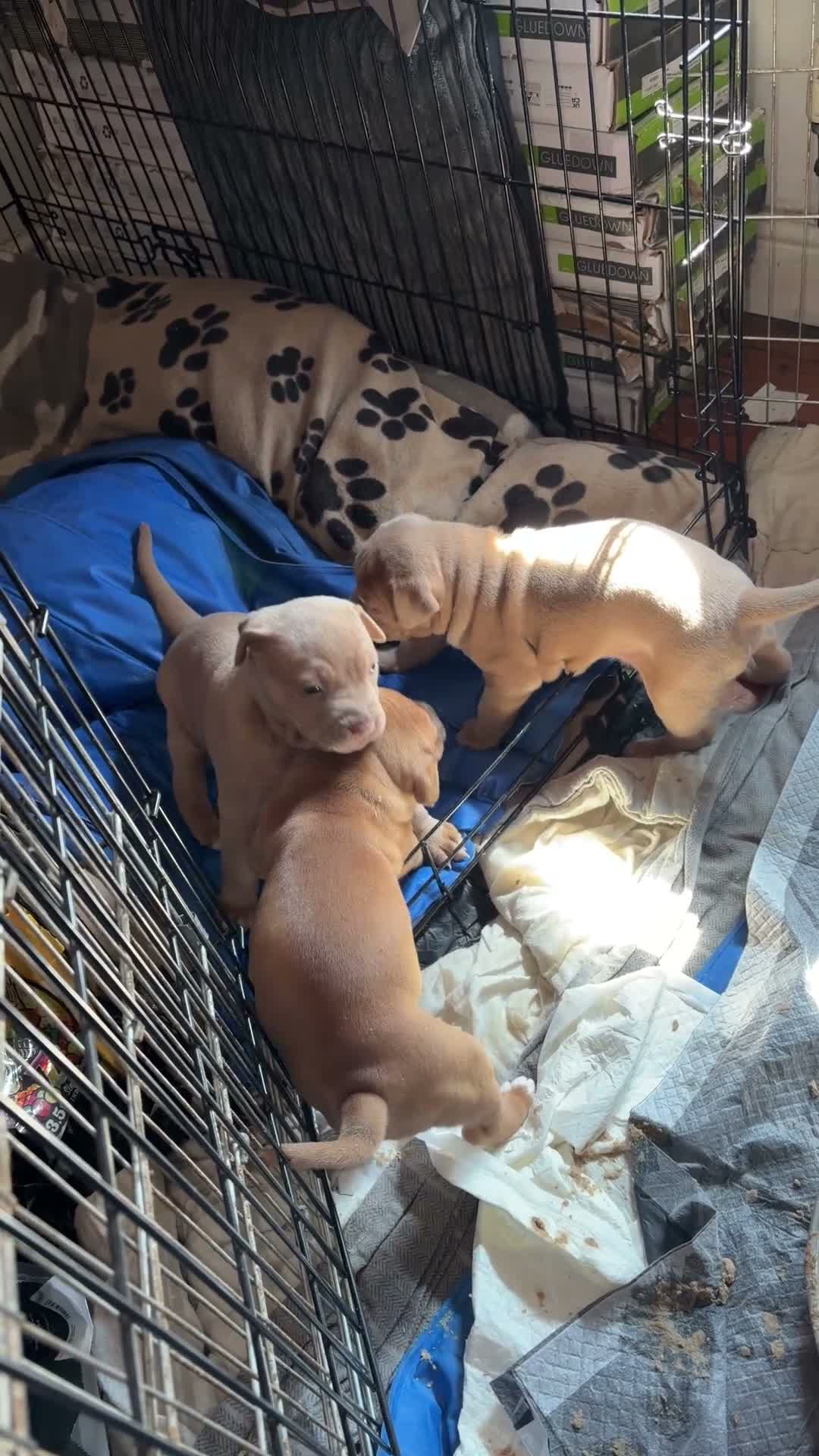 Staffordshire Bull Terrier dogs for sale: Staffy puppies  in London - Video 2