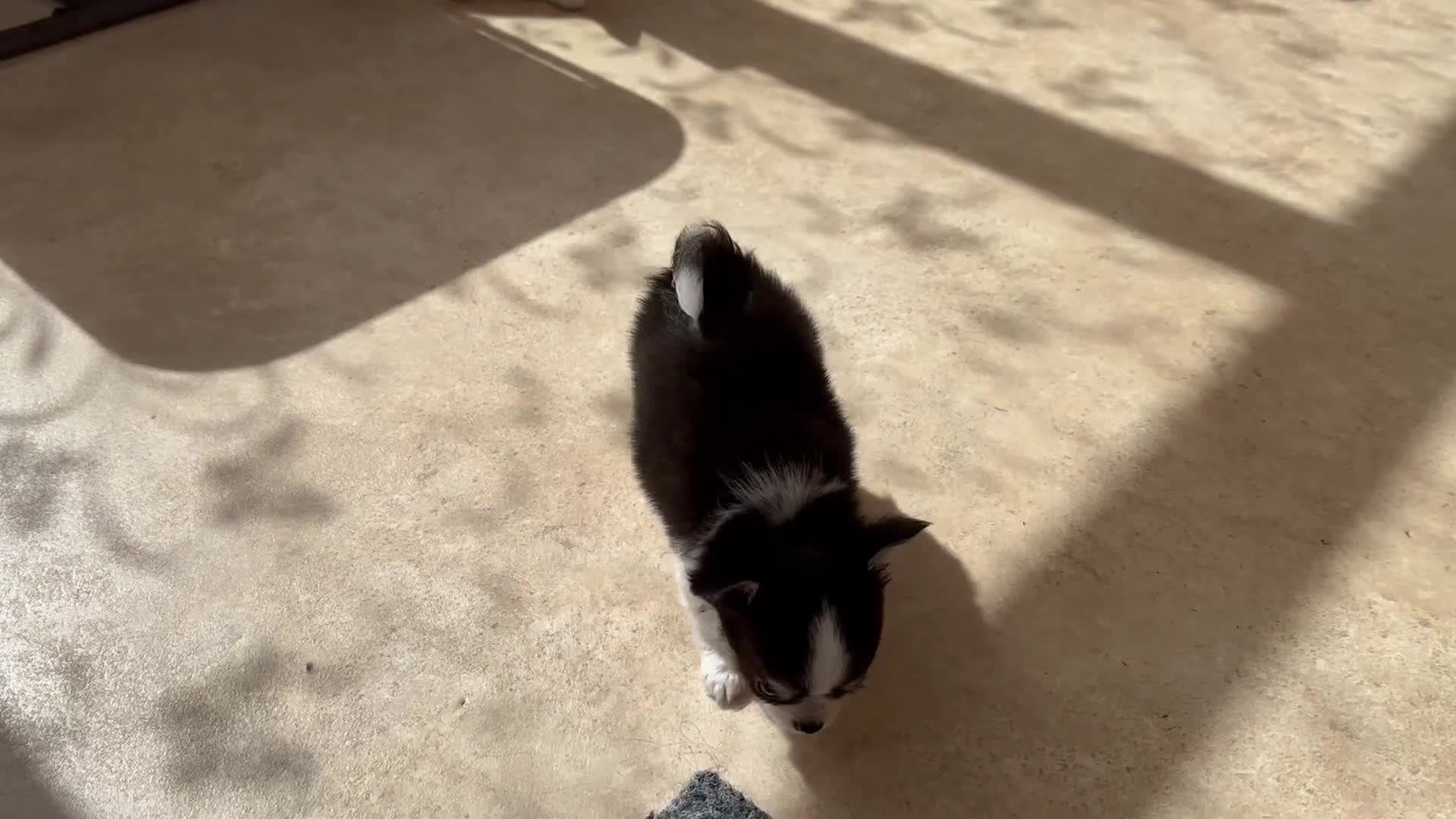 Chihuahua dogs for sale: Chihuahua  - Video 2