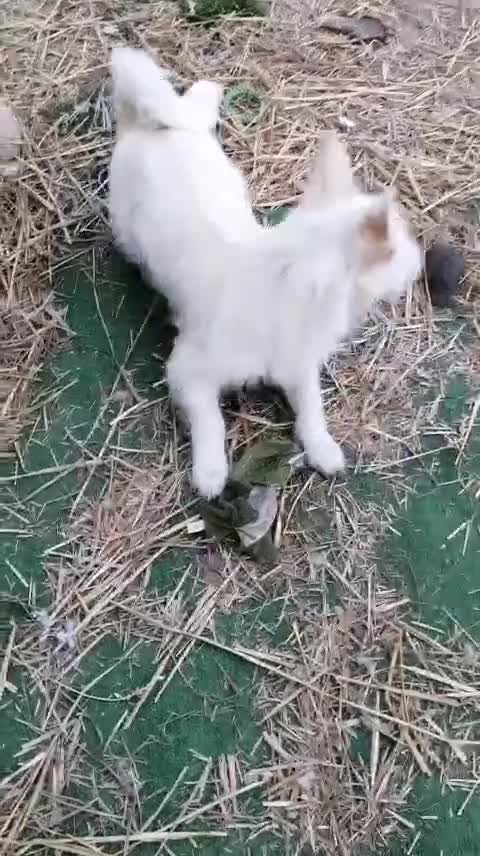 Mixed Breed dogs for adoption: ❤️CINDY❤️ – SMALL BODY, STRONG LOVING CHARACTER - Video 3