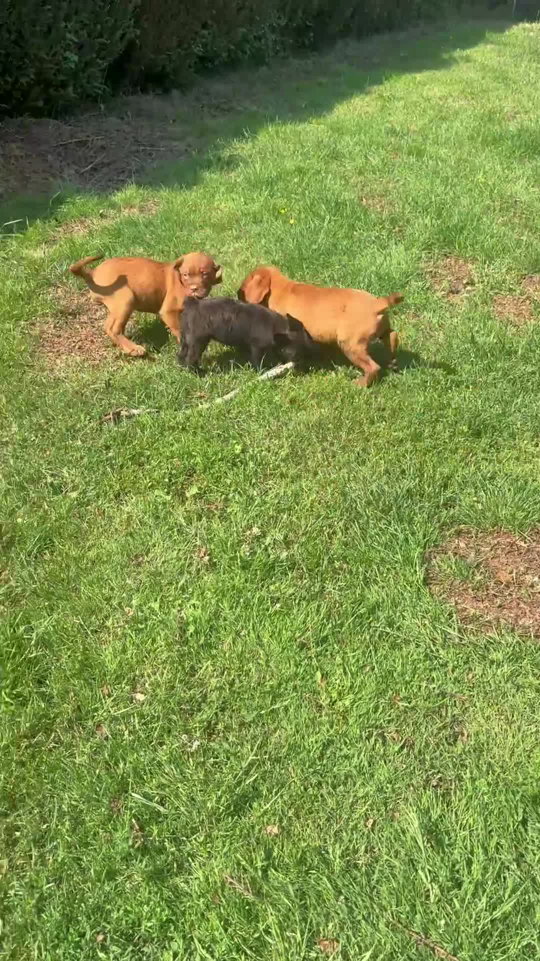 Dogue De Bordeaux dogs for sale: Dogue De Bordeaux females  - Video 1