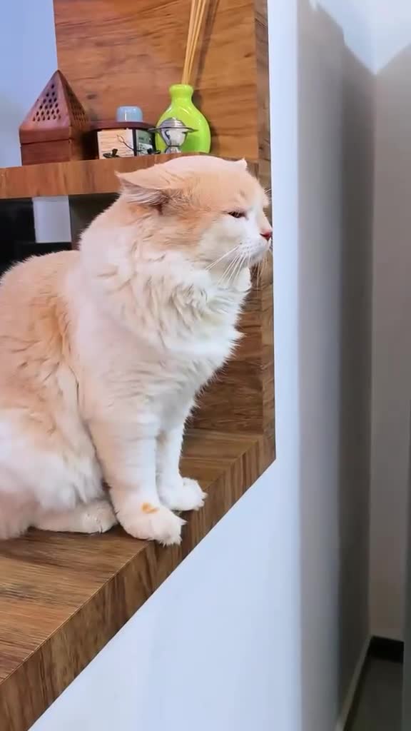 Mixed Breed cats for sale: Luckyy - Video 1