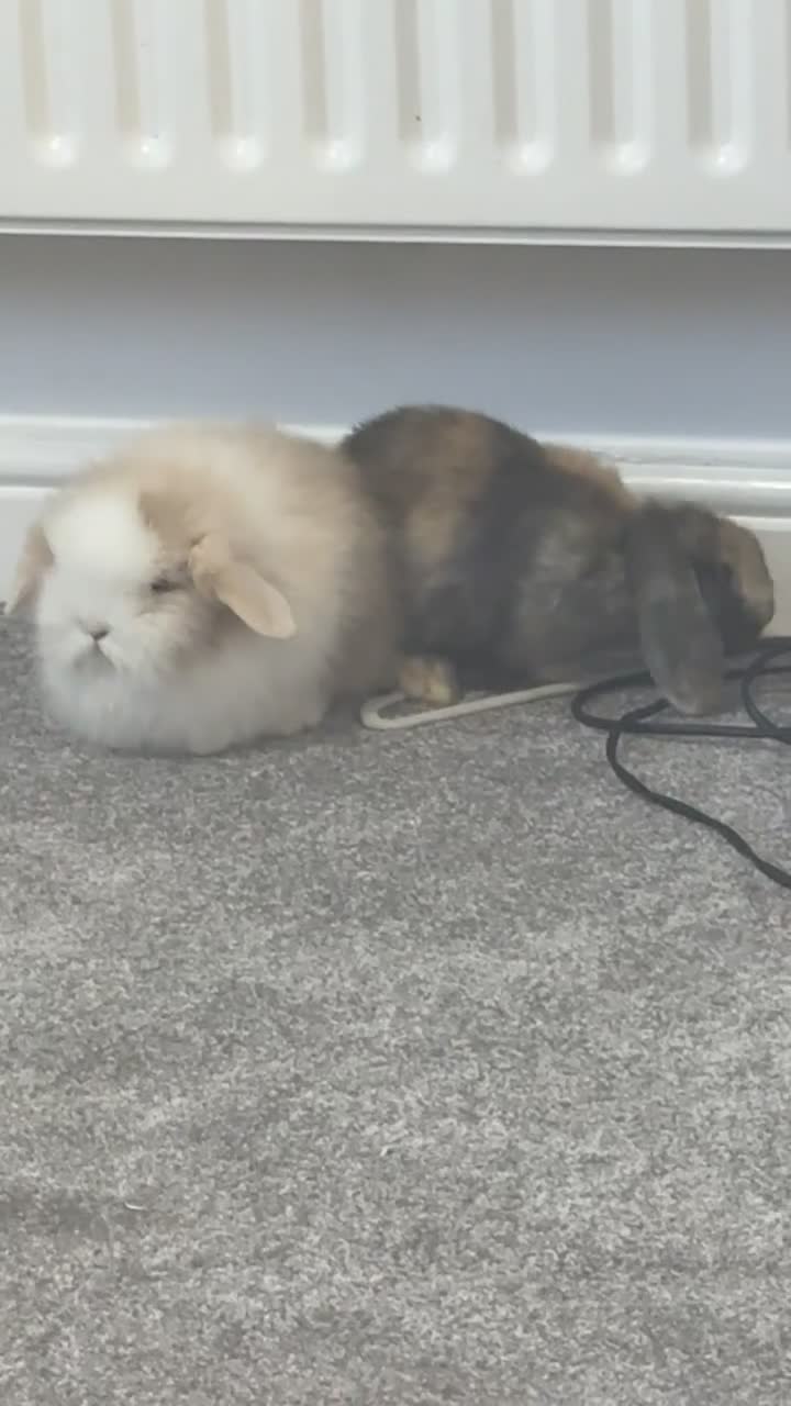 Mini Lion Lop rabbits for sale: Male lion lop - Video 1