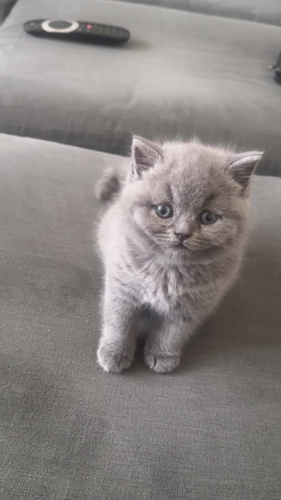 British Shorthair cats for sale: Stunning British Shorthair Kittens  - Video 3