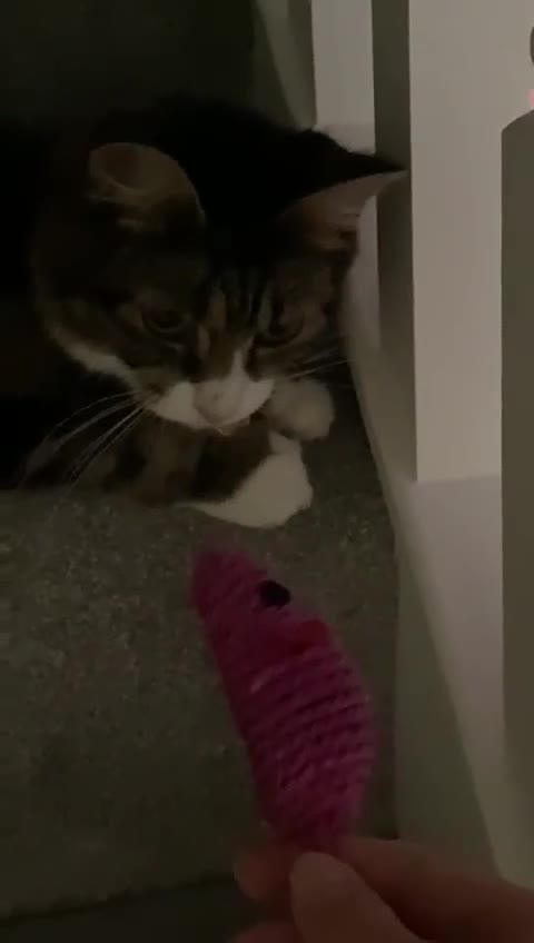 Mixed Breed cats for adoption: Bonded pair of rescue adult cats need home 2gether - Video 1