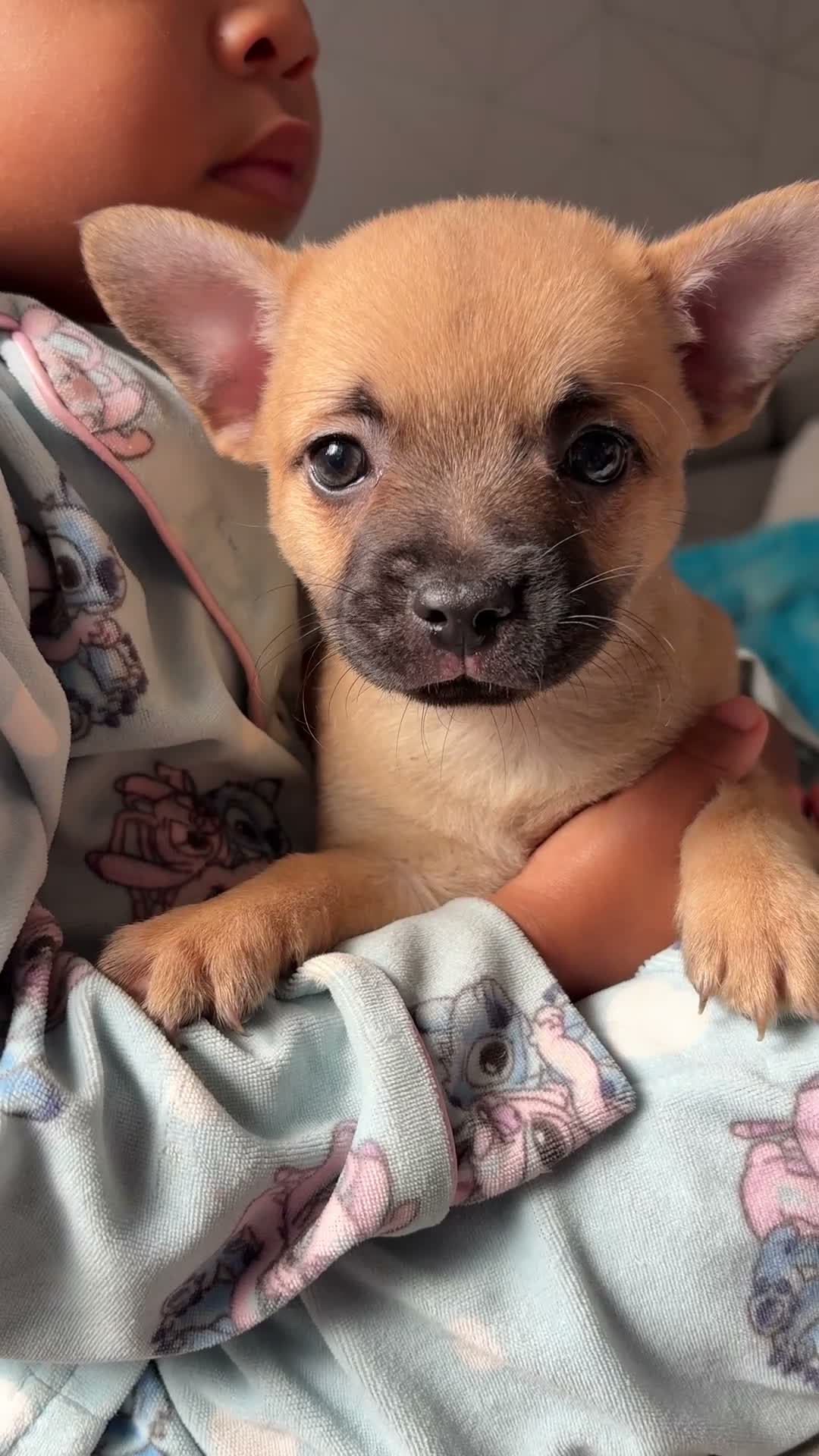 Mixed Breed dogs for sale: French bulldog x chihuahua puppies  - Video 2
