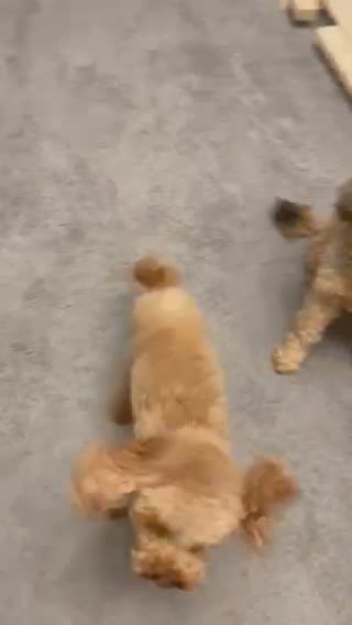 Toy Poodle dogs for stud: Toy poodle stud, health tested, well proven.  in Doncaster - Video 1