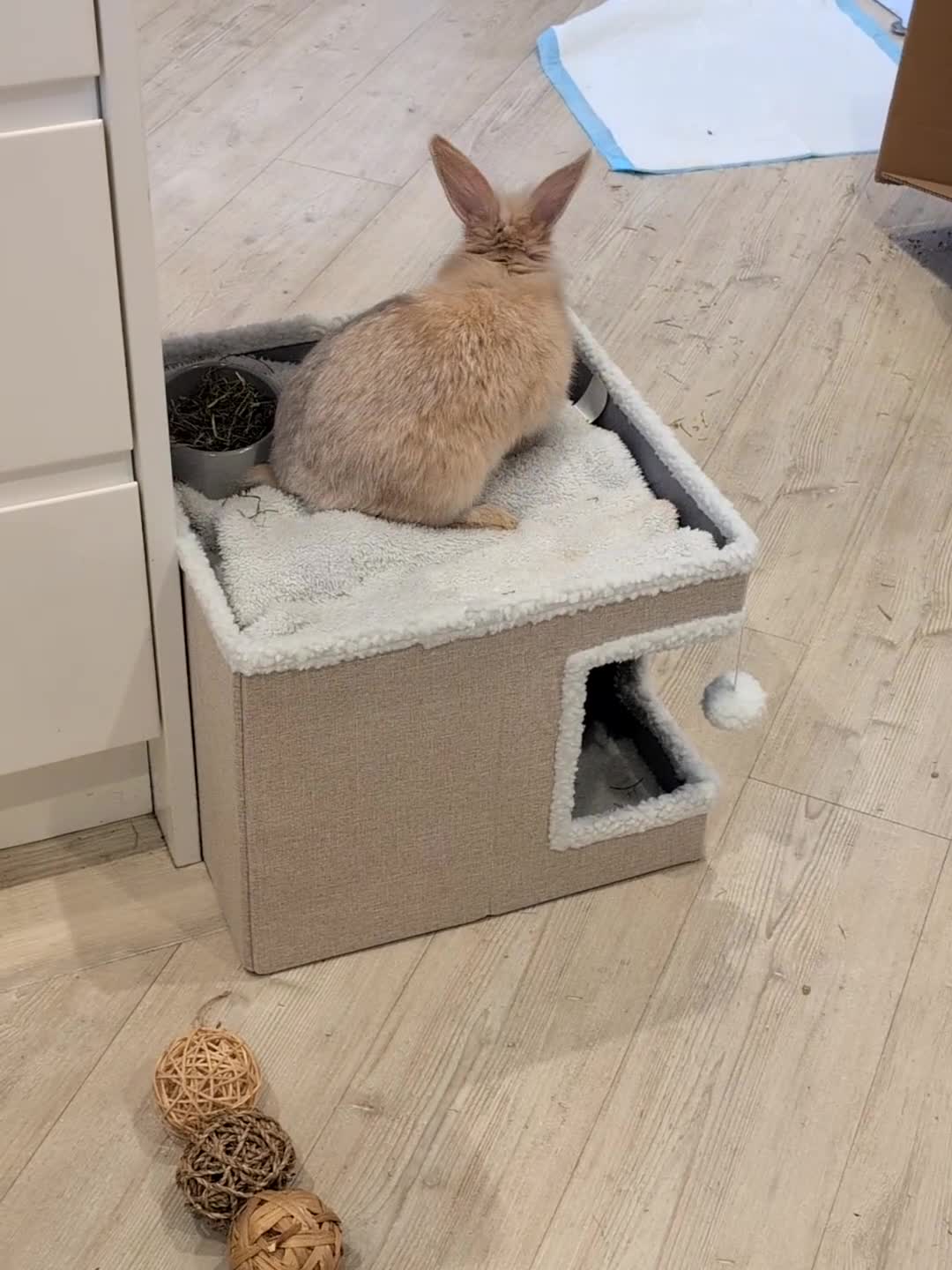 Lionhead rabbits for sale: Lionhead x Flemish boy - Price with everything!  - Video 1