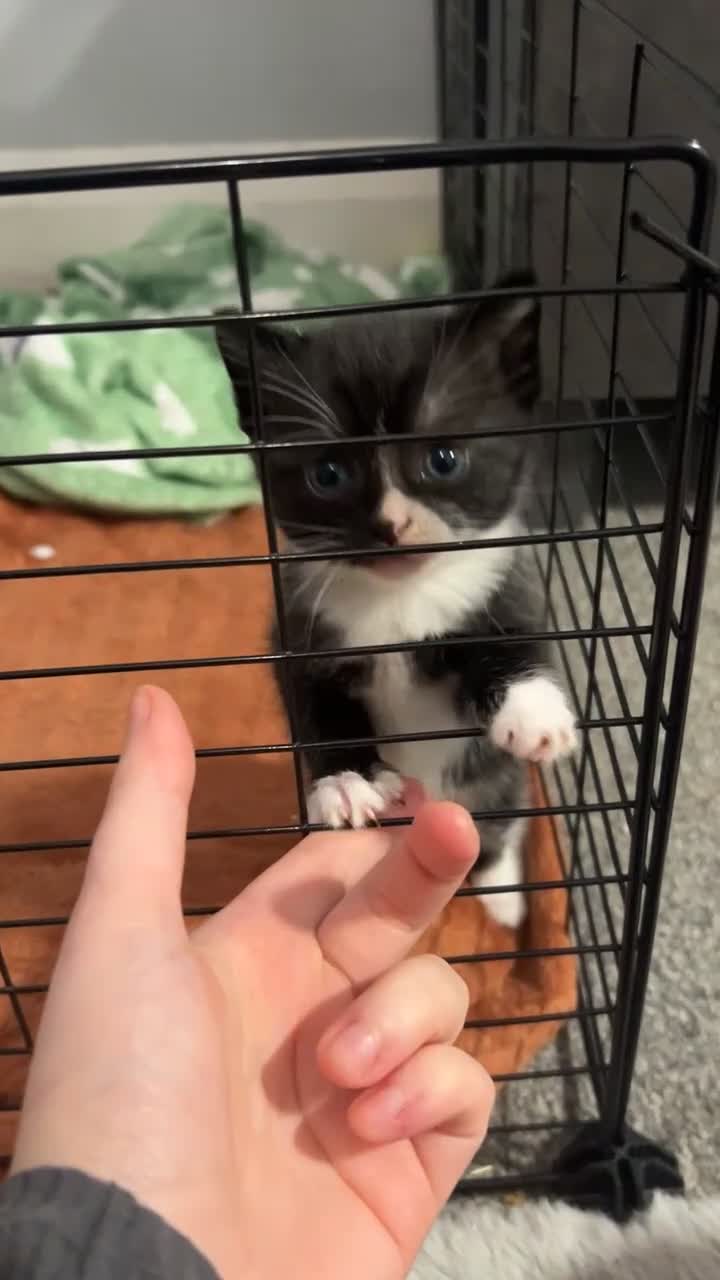 Mixed Breed cats for sale: Beautiful playful kittens  - Video 1