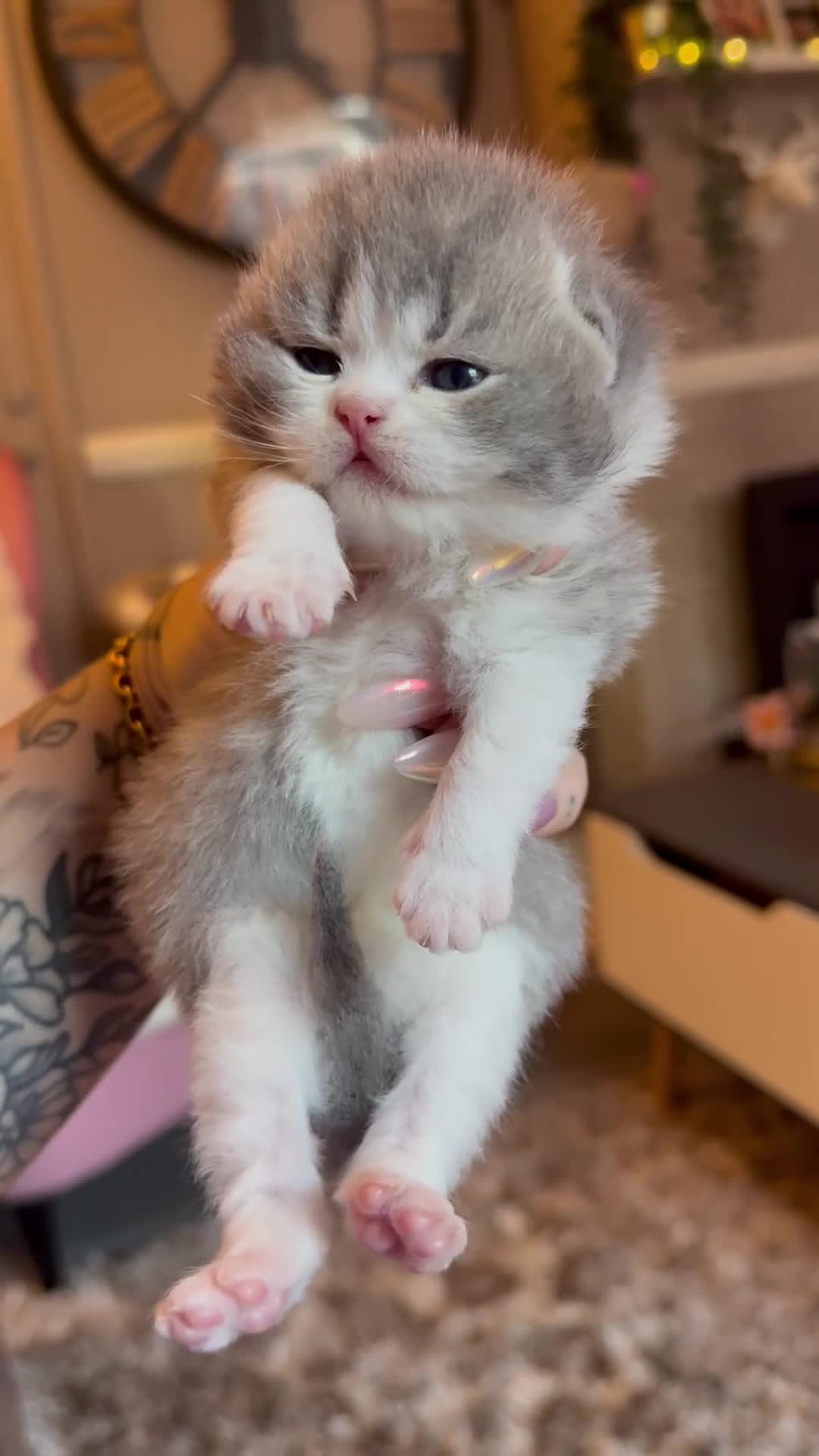 British Shorthair cats for sale: Champion line kittens 😻🥇🏆  - Video 2