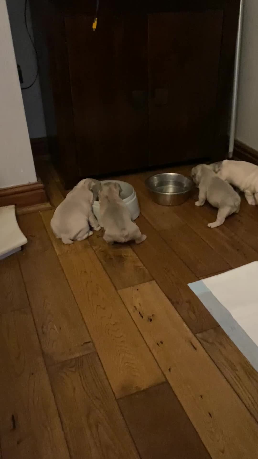French Bulldog dogs for sale: Ready to leave - Video 4