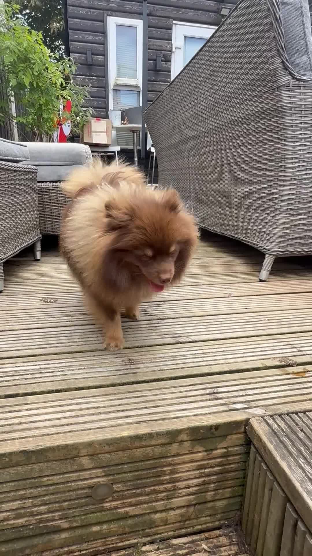 Pomeranian dogs for sale: For sale one stunning chocolate & tan boy  - Video 1