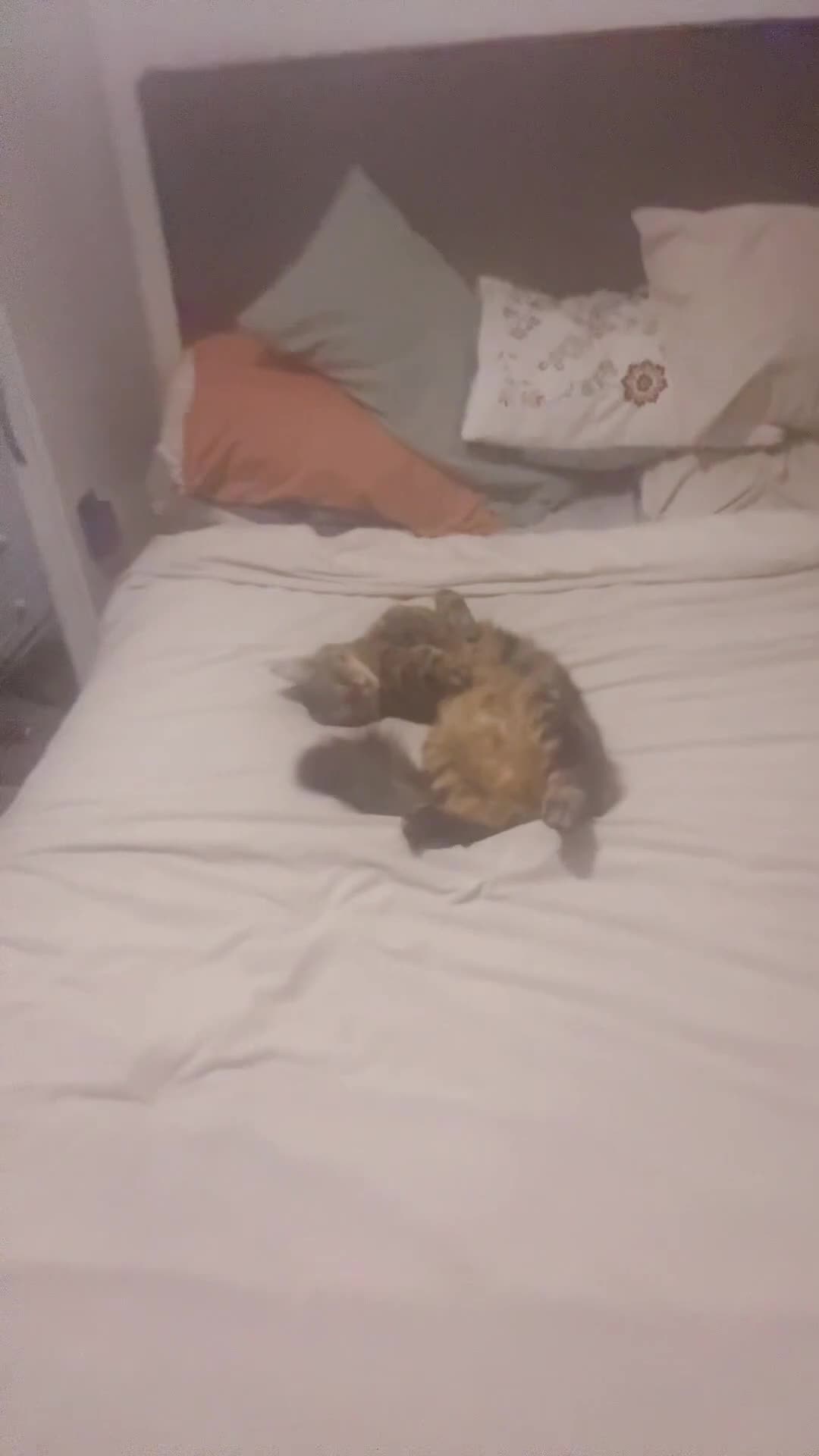 Mixed Breed cats for sale: My beautiful boy - Video 1