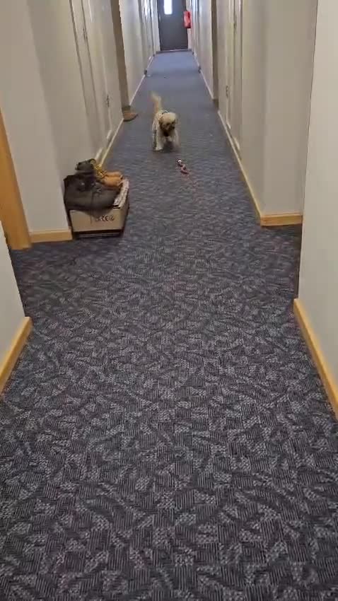 Toy Poodle dogs for stud: Lancelot (Lance) in Aberdeen - Video 1
