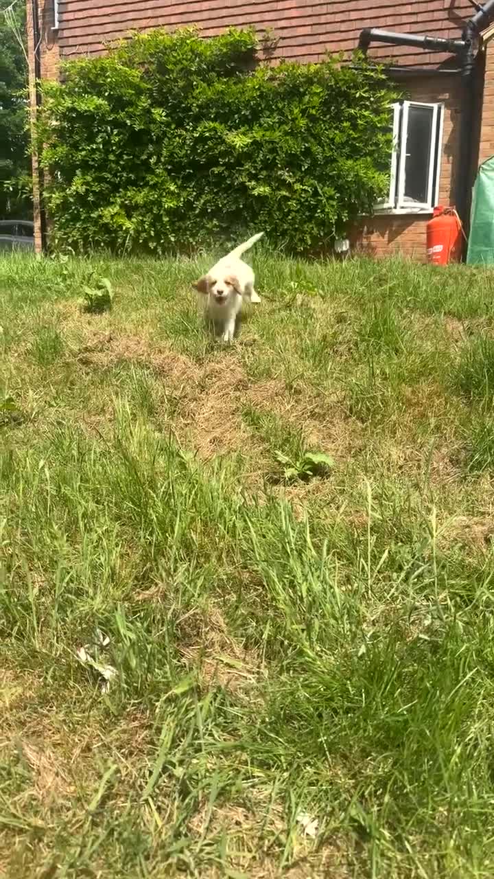 Mixed Breed dogs for sale: 1 beautiful boy Australian Labradoodle puppy left - Video 1