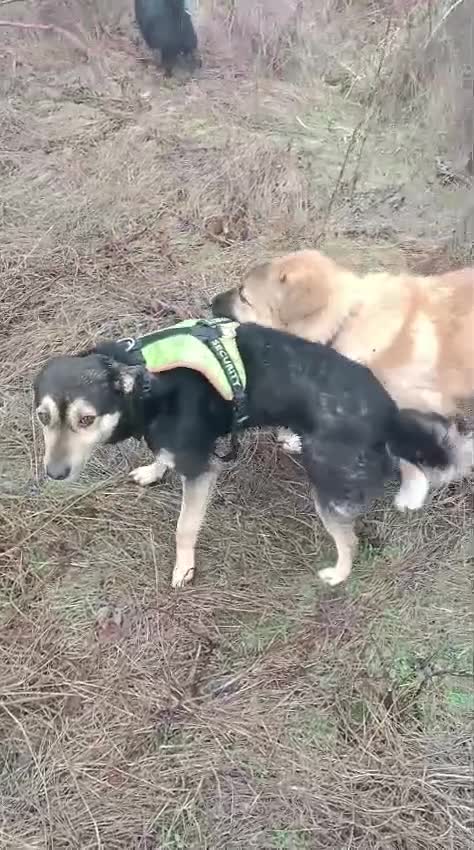 Mixed Breed dogs for adoption: 🐾 RUDY – Waiting for the Life He Deserves 🐾 in Nottingham - Video 2