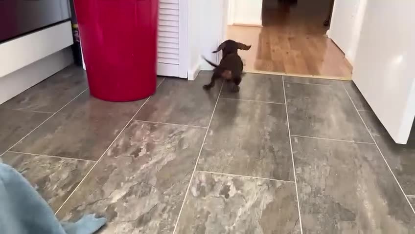 Miniature Dachshund dogs for sale: KC Registered Miniature Dachshund Puppies For Sale - Video 3