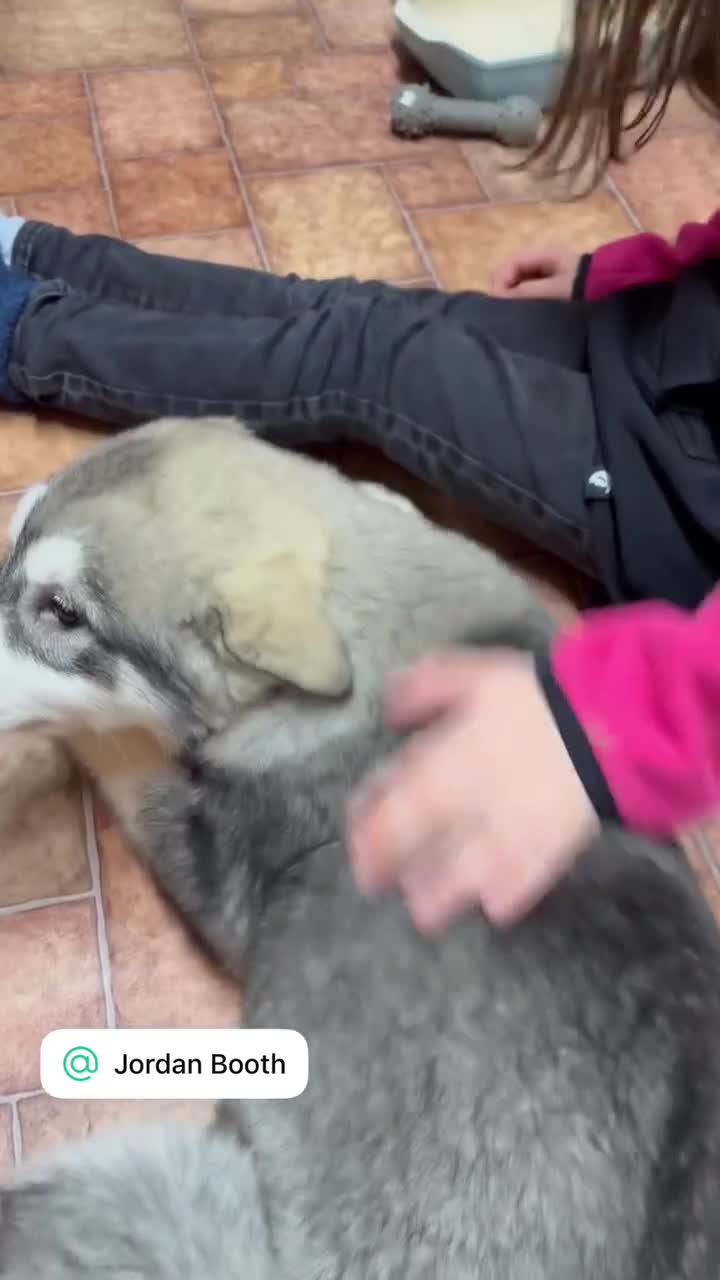 Alaskan Malamute dogs for sale: K.C registered Quality Alaskan Malamute puppies - Video 4