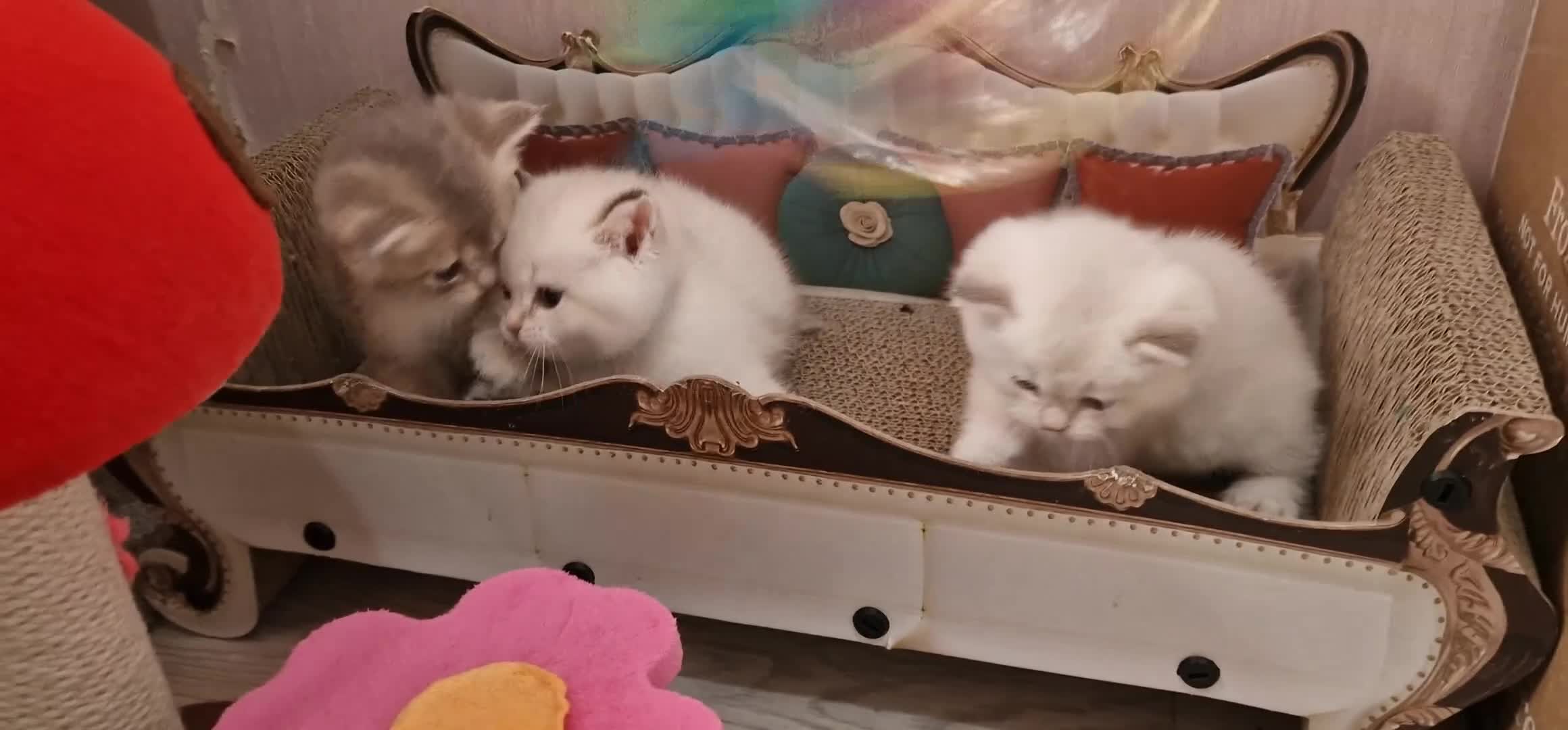 British Shorthair cats for sale: British shorthair kittens  - Video 2