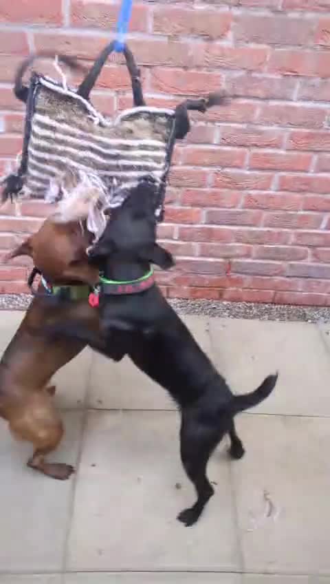 Patterdale Terrier dogs for stud: Working patterdale for stud - Video 2