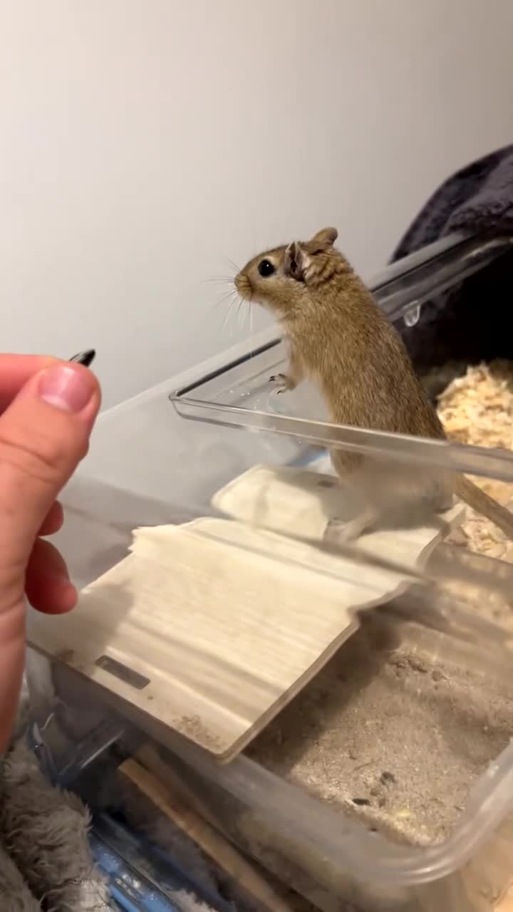 Gerbil rodents for sale: 2 Male gerbils ( 4 months old )  - Video 1