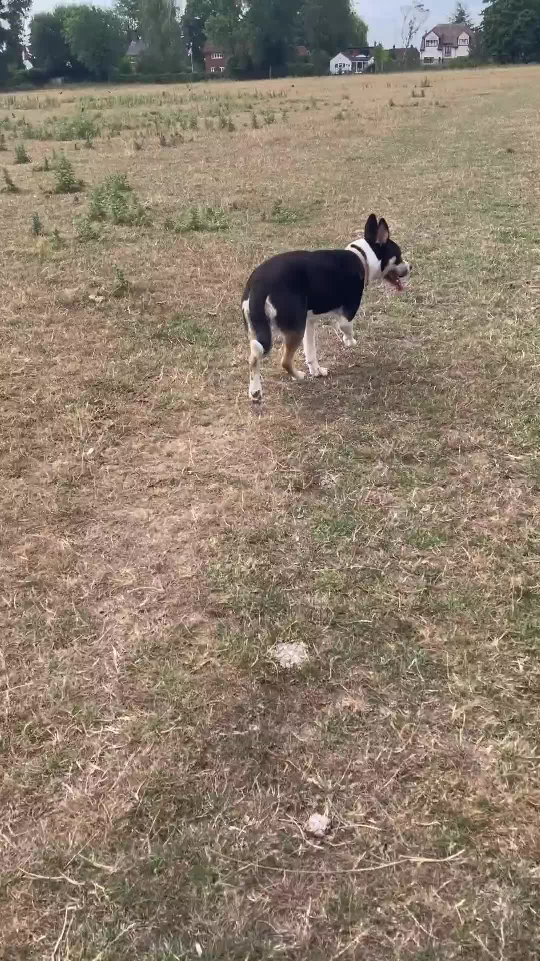Mixed Breed dogs for adoption: 11 month Husky Staffy cross  - Video 2