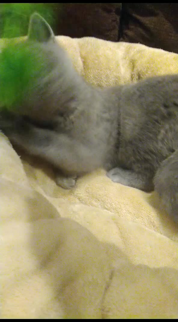 British Shorthair cats for sale: Blue British shorthairs kittens with GCCFpedigree - Video 3