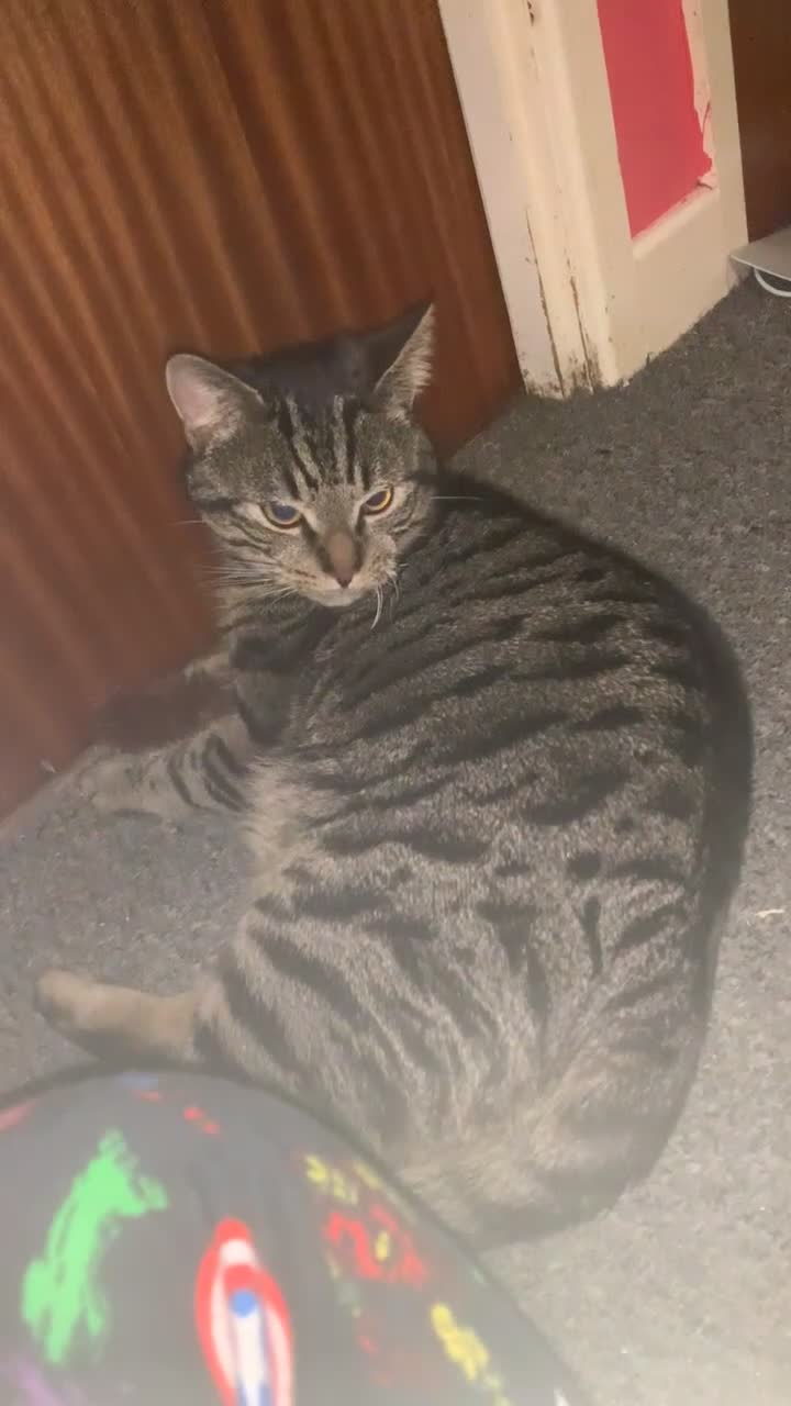 Mixed Breed cats for sale: Otis and Luna  in Flint - Video 2