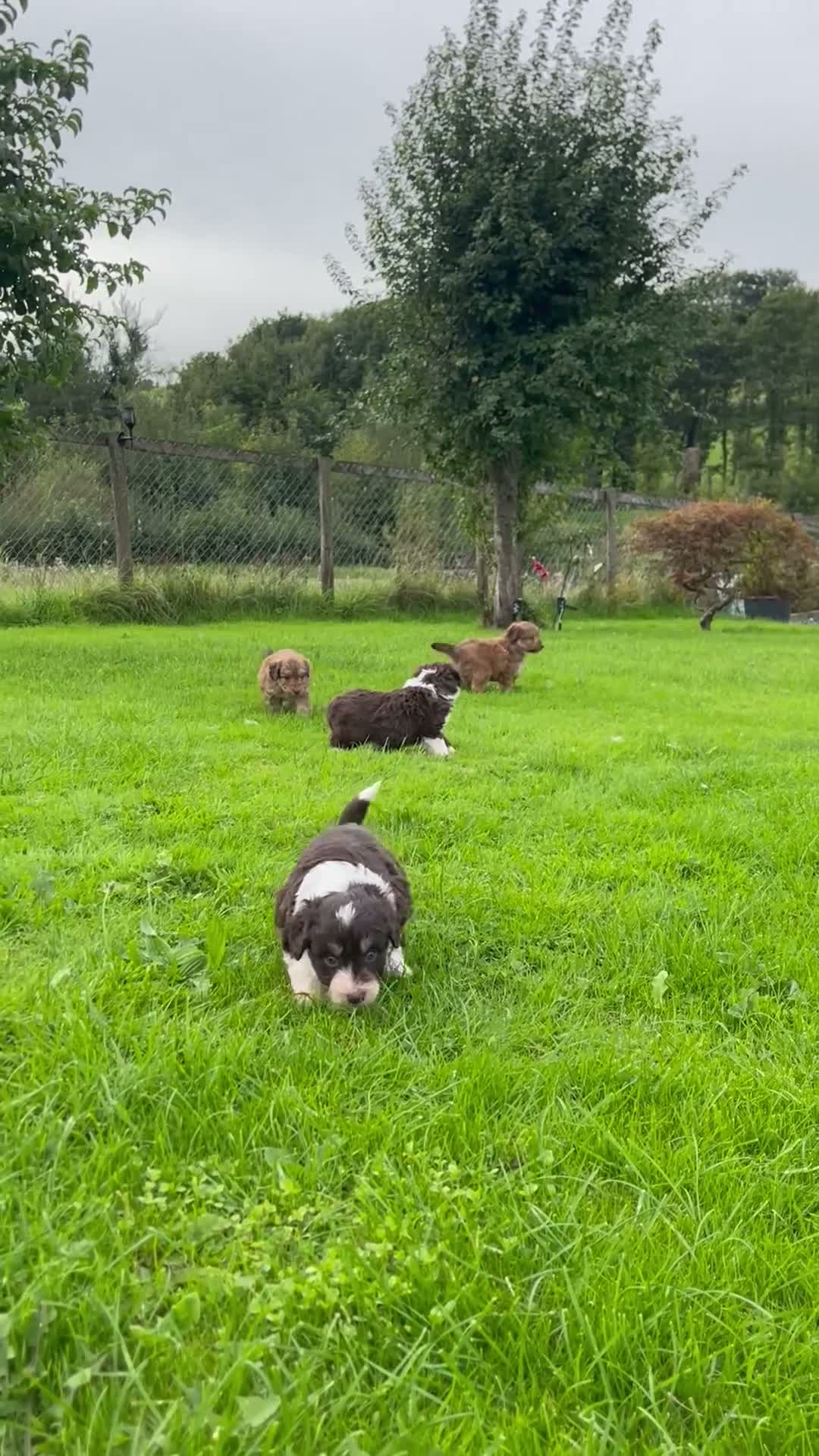 Bordoodle dogs for sale: LAST 1! OUTSTANDING SABLE BORDOODLE🧸 - Video 1