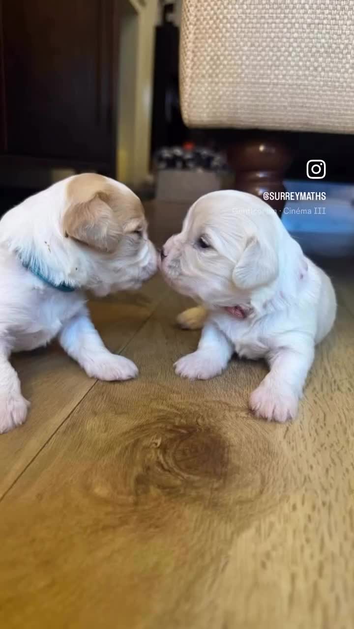 Mixed Breed dogs for sale: Two Gorgeous Puppies Remaining!  - Video 1