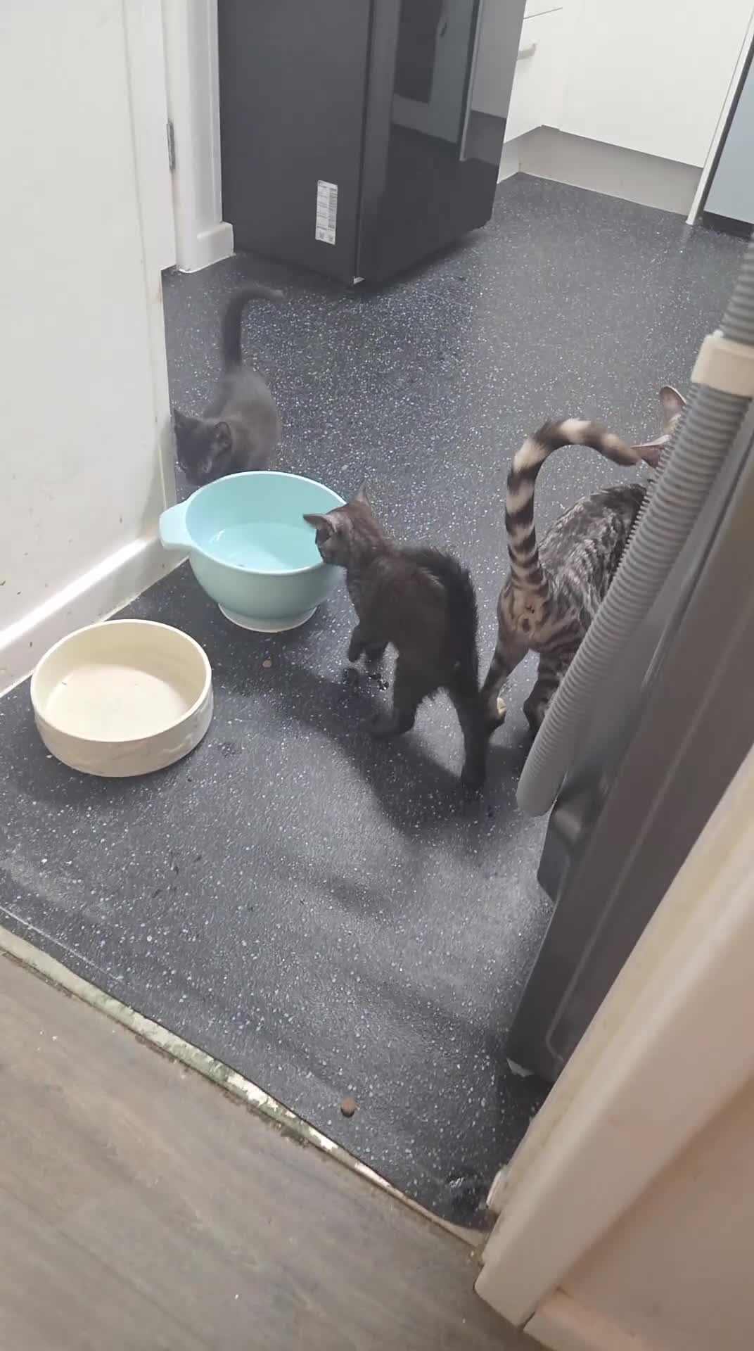 Mixed Breed cats for sale: Two half bengal boys in Christchurch - Video 1