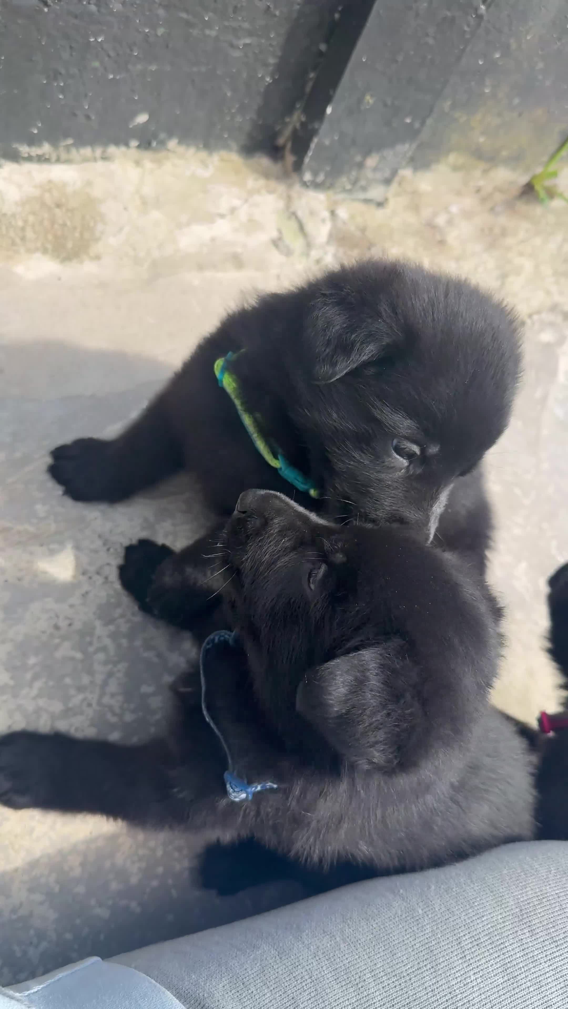 German Shepherd dogs for sale: Beautiful Black German Shepherd Puppies in Nelson - Video 1