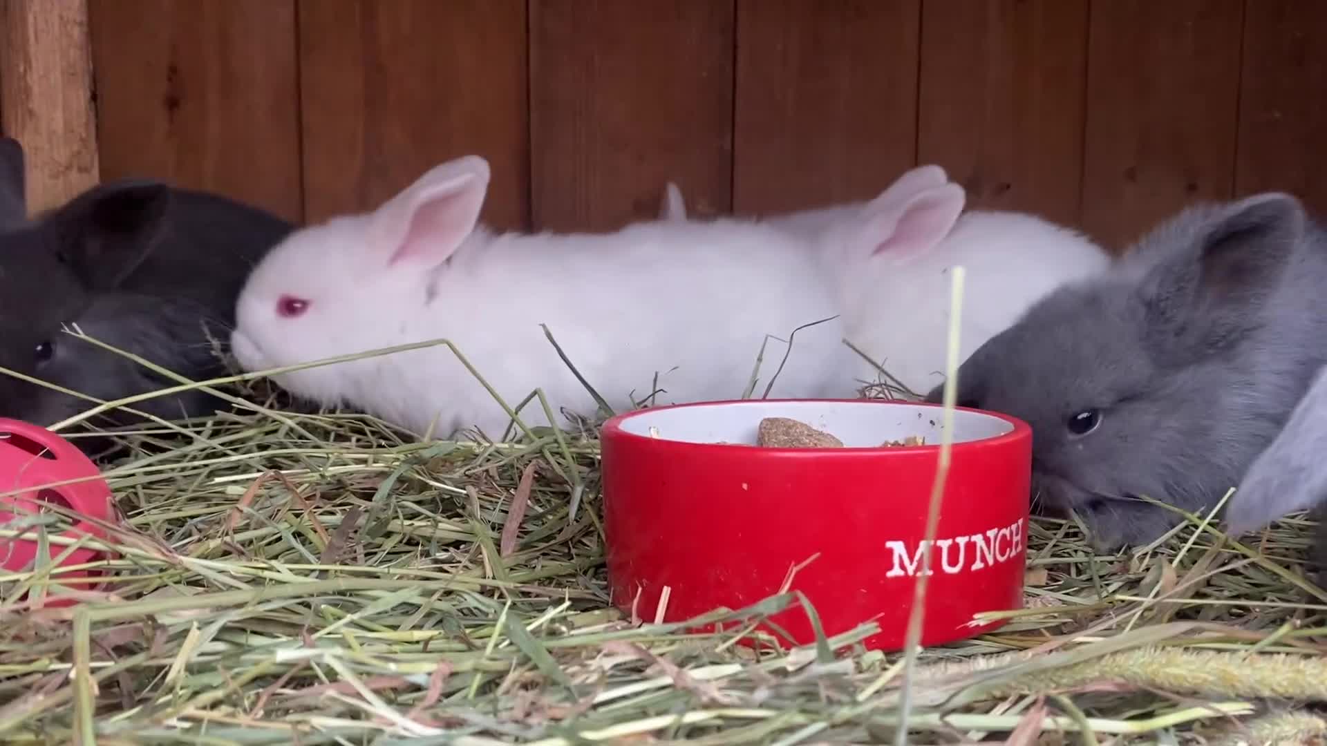 Mini Lop rabbits for sale: Mini lops  - Video 1