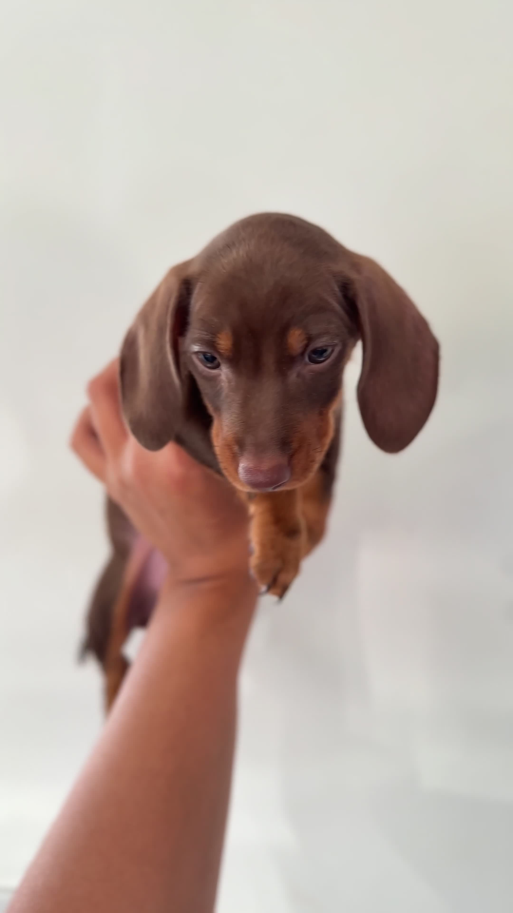 Dachshund dogs for sale: 2 Female 2 Male Dachshund Puppies - Video 1