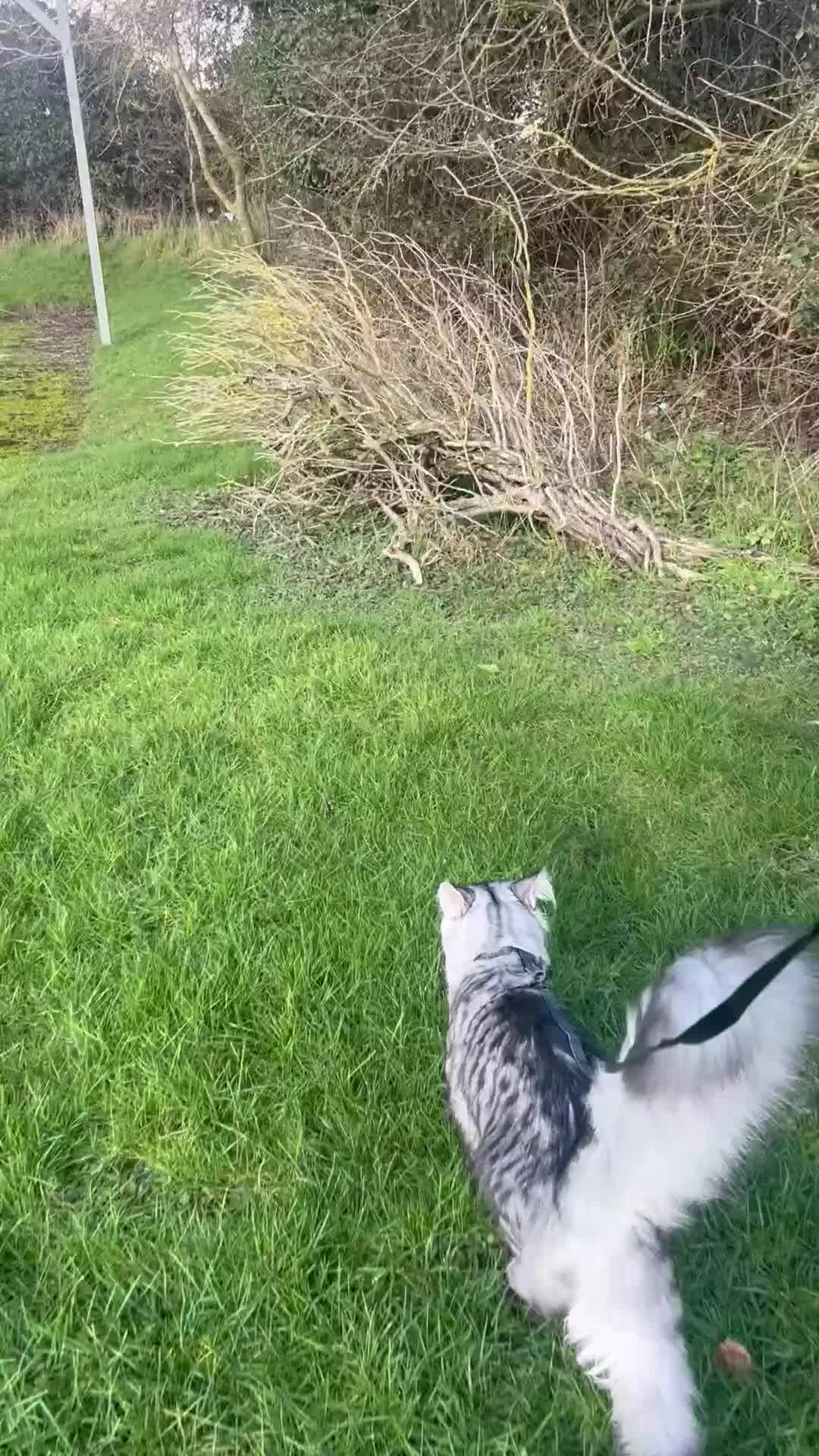 Maine Coon cats for stud: Dexter - XXL Maine Coon Male (Age: 1 Yr) - Video 2