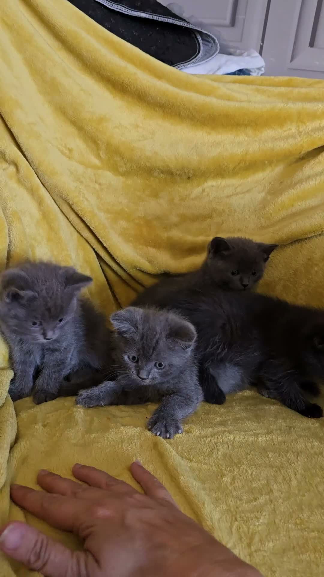 British Shorthair cats for sale: Gorgeous half British shorthair kittens  - Video 3