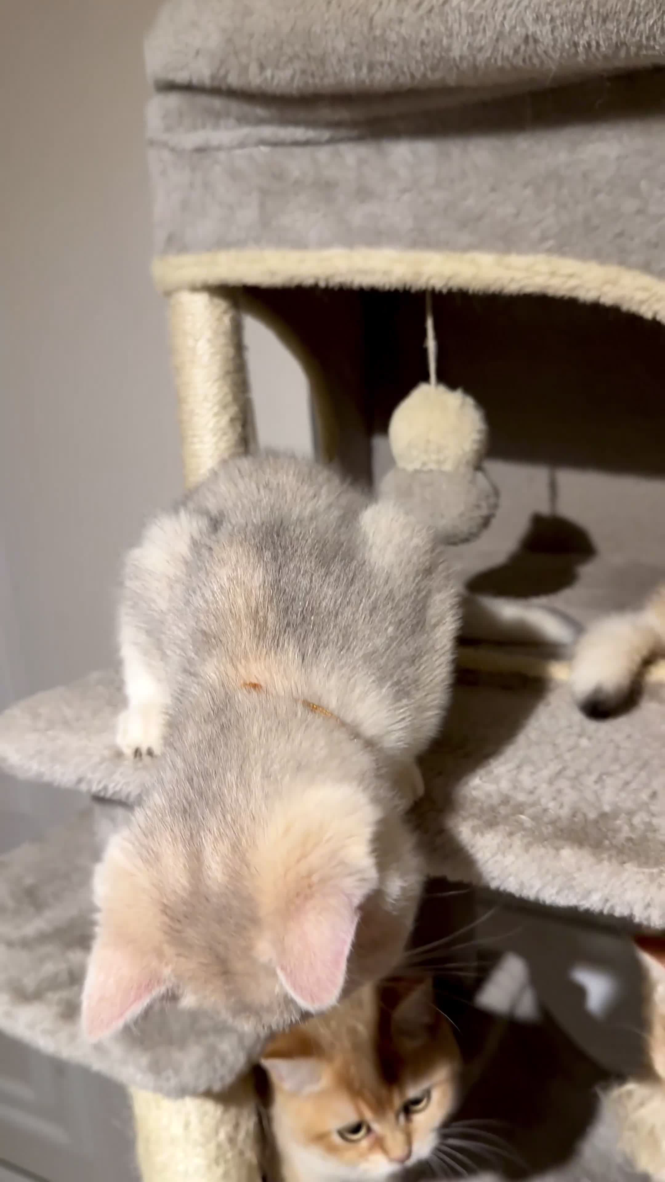 British Shorthair cats for sale: ⭐️Golden and Blue Golden Chinchilla kittens⭐️ - Video 2