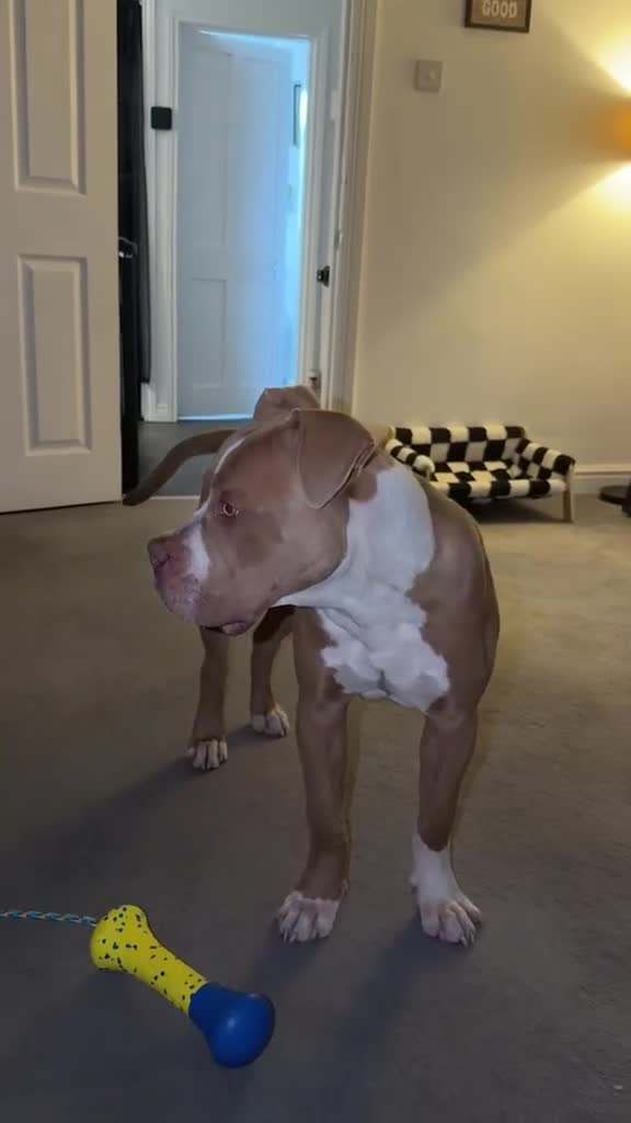 Mixed Breed dogs for sale: Beautiful 9 month old staff x boxer  - Video 1