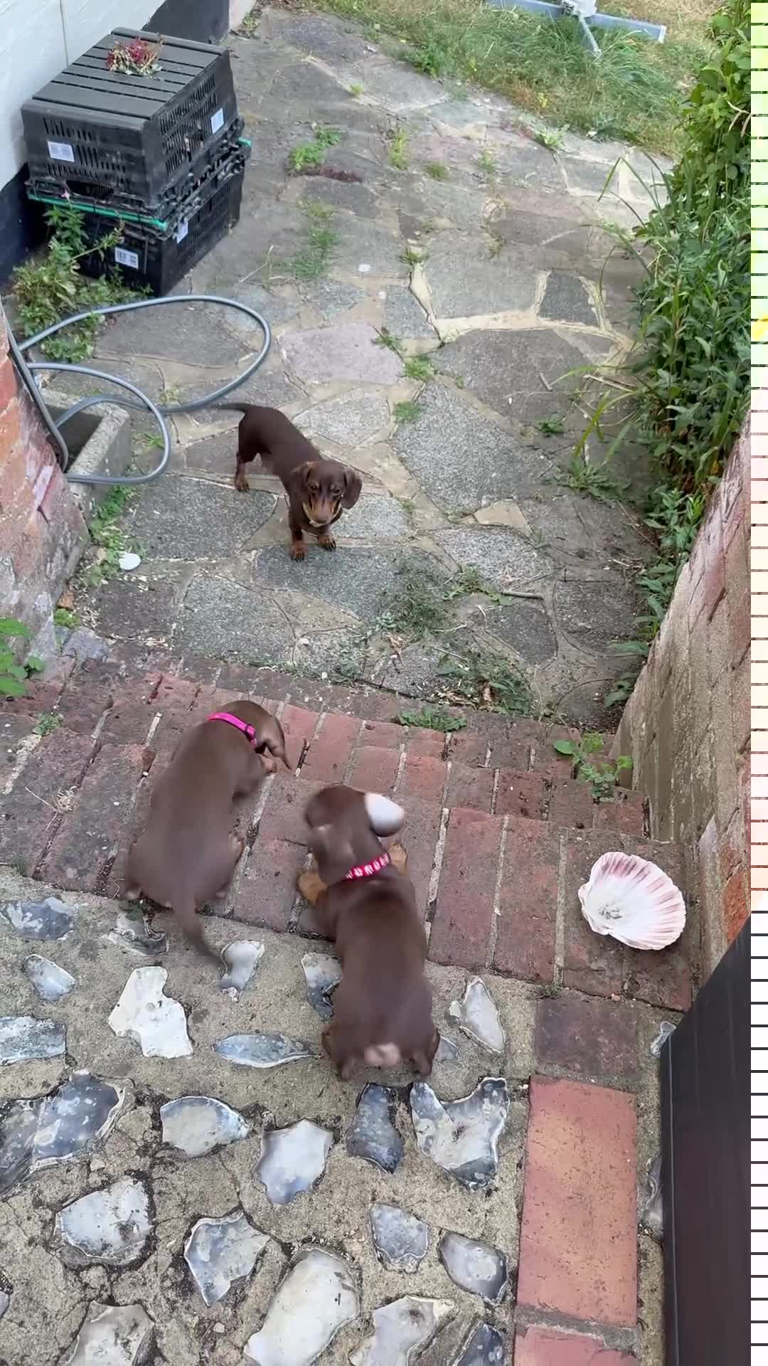 Miniature Dachshund dogs for sale: Smooth-haired miniature dachshund (last one!) - Video 2