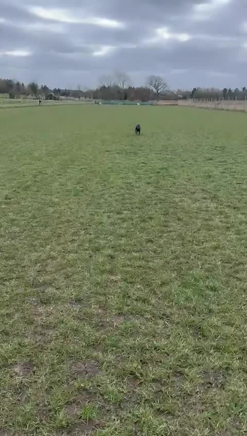 Staffordshire Bull Terrier dogs for stud: KC Registered Blue Staff Stud Price includes A.I  in Liverpool - Video 2