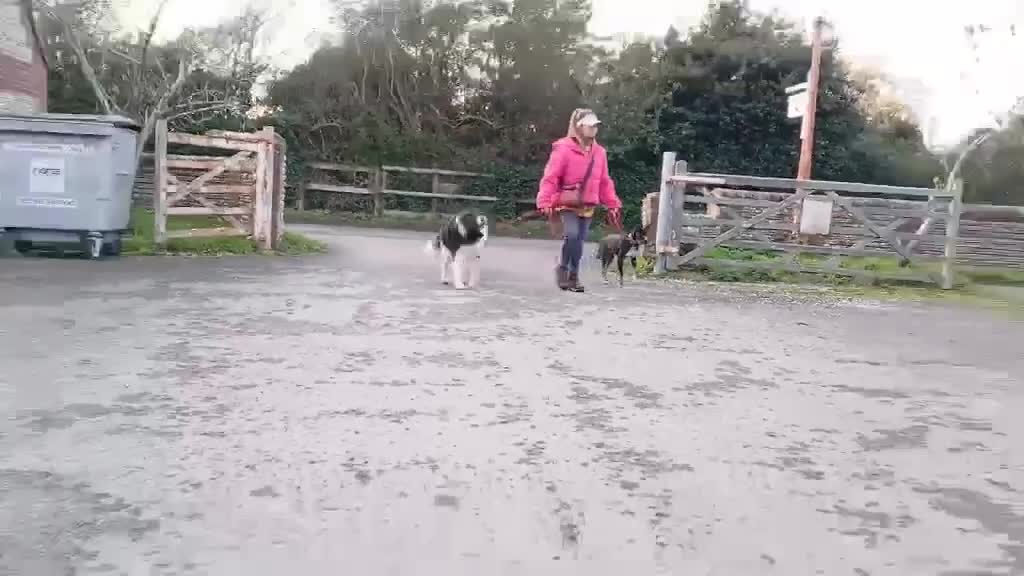 Mixed Breed dogs for adoption: Minnie is ready for her forever home - Video 3