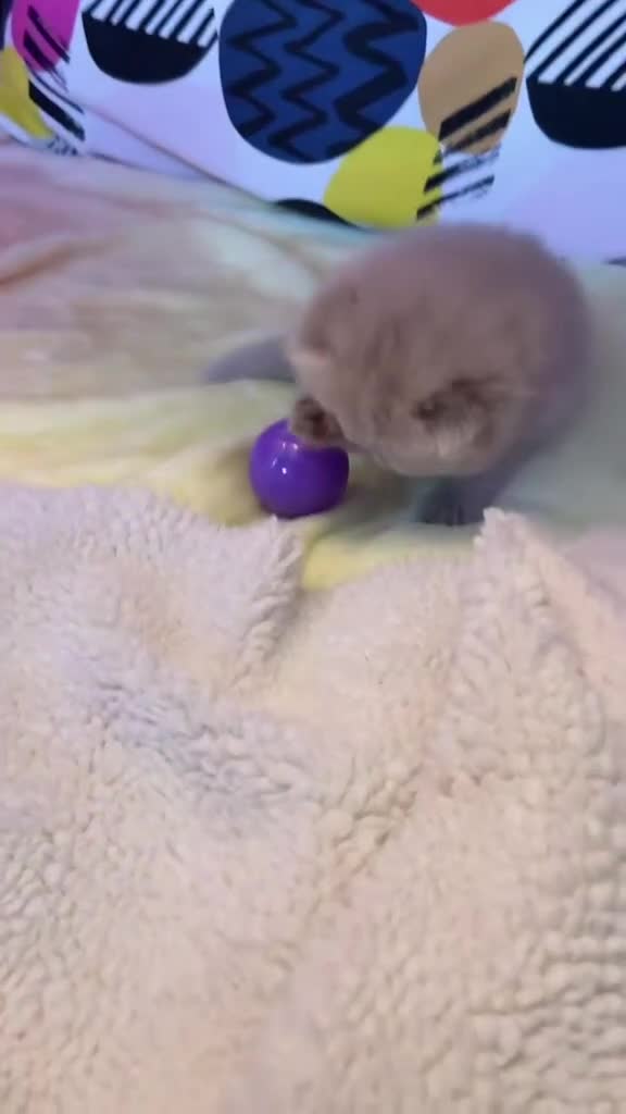 British Longhair cats for sale: 🎀BRITISH LONGHAIR GIRLS🎀 - Video 3