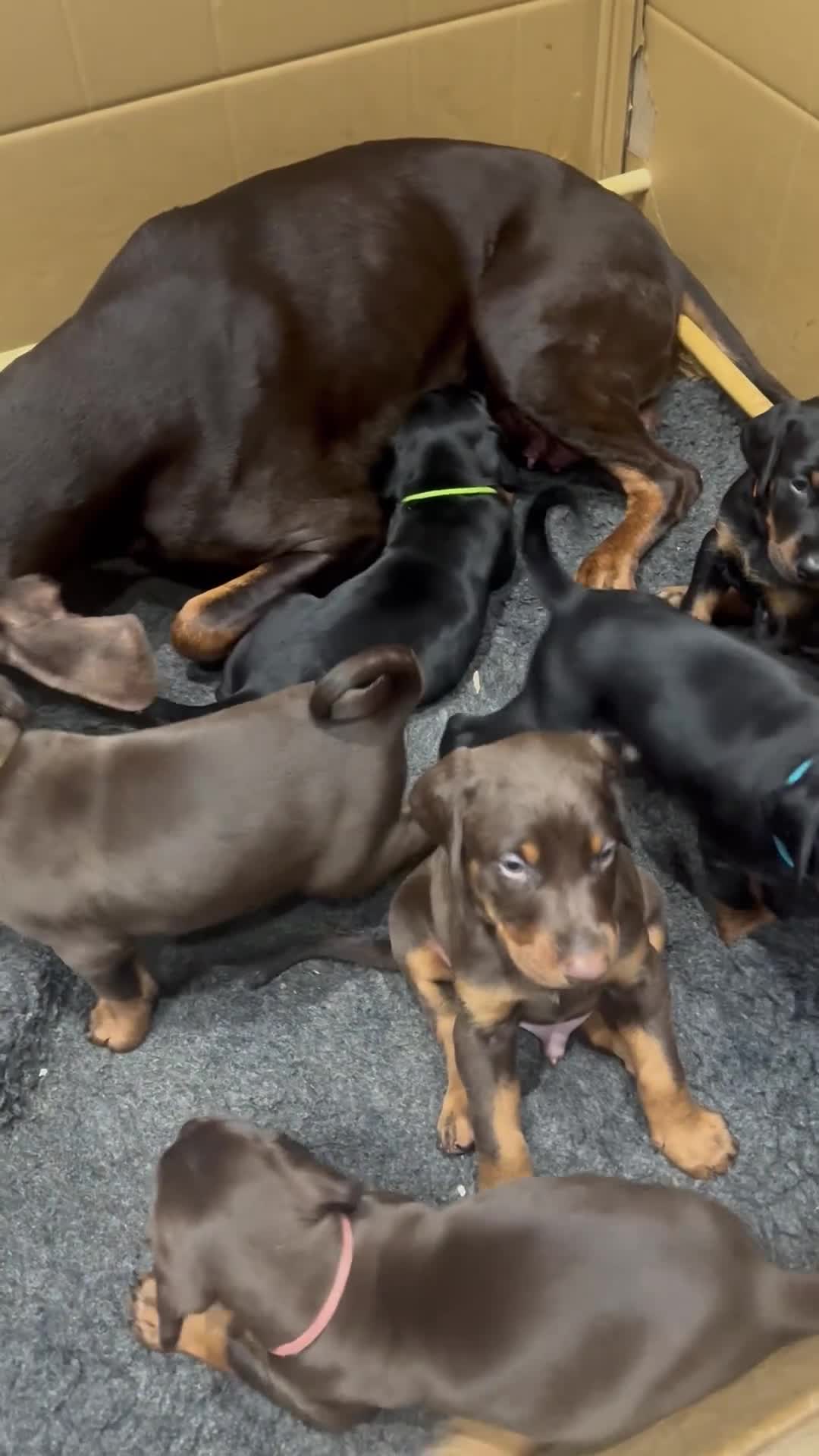 Dobermann dogs for sale: Beautiful chunky Dobermans puppies  - Video 1