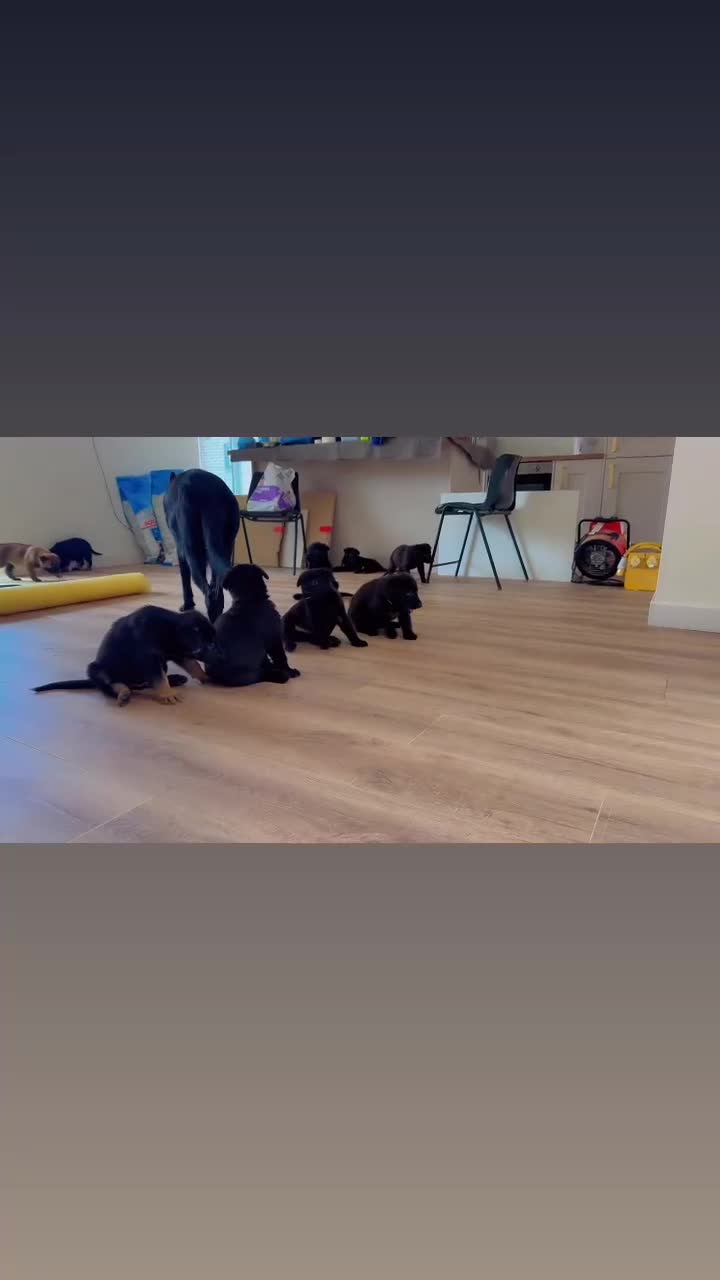 German Shepherd dogs for sale: Black Working Line German Shepherd Puppies - Video 2